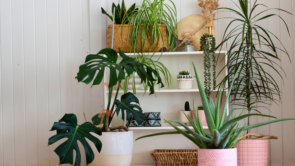 5 Tips To Keep Your Houseplants Healthy