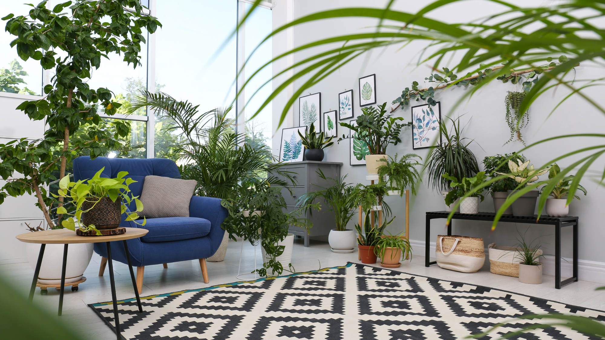 How to Select the Perfect Houseplant for Your Home