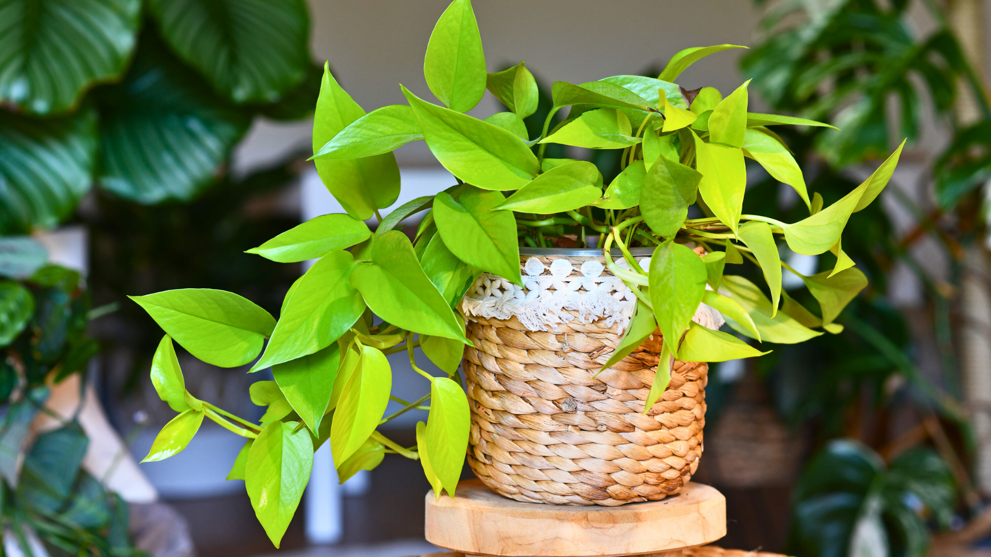 Neon Pothos: Your Go-To Low-Light Buddy!