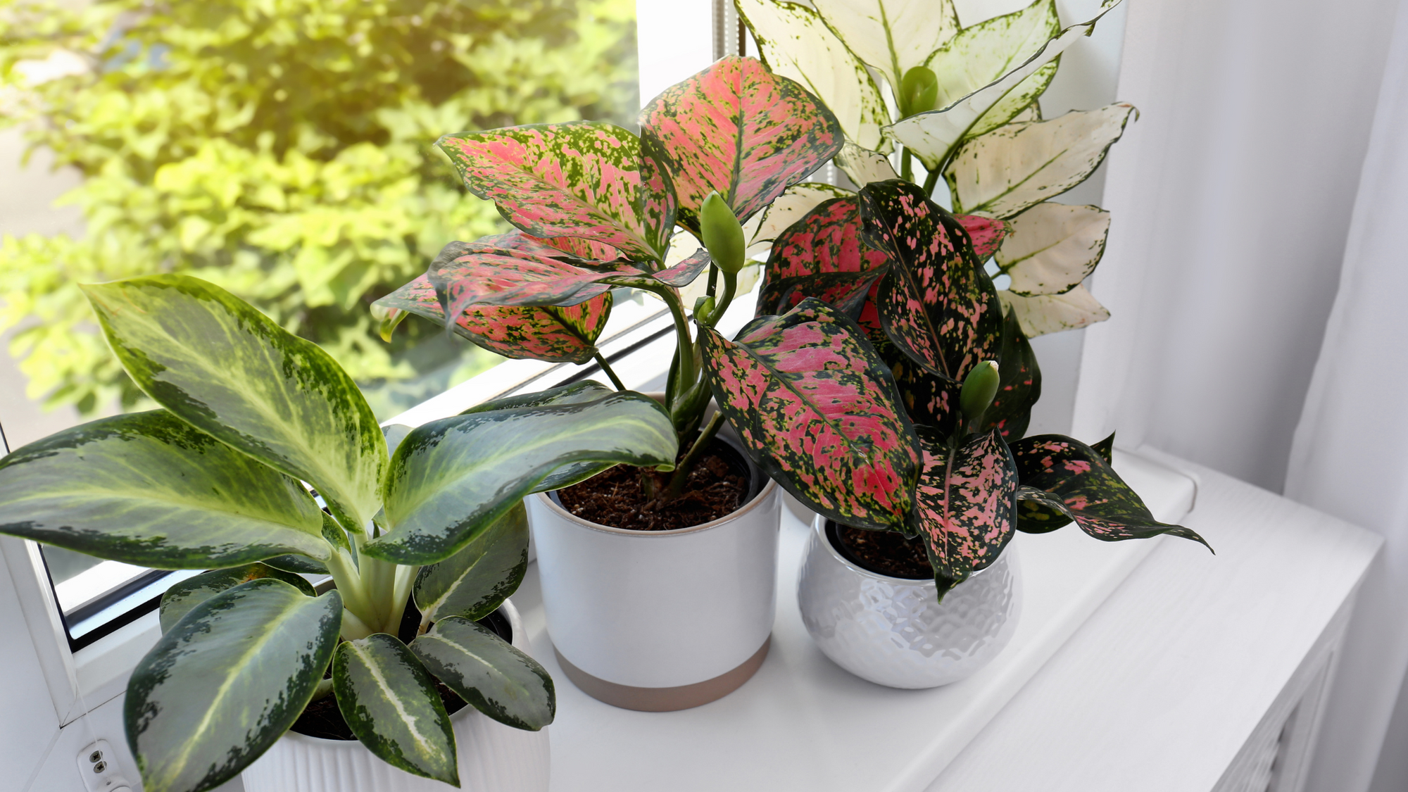 All About Indoor Plant Light Conditions