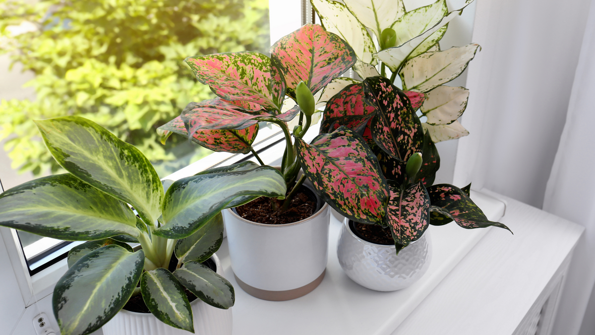 All About Indoor Plant Light Conditions Just One More Plant