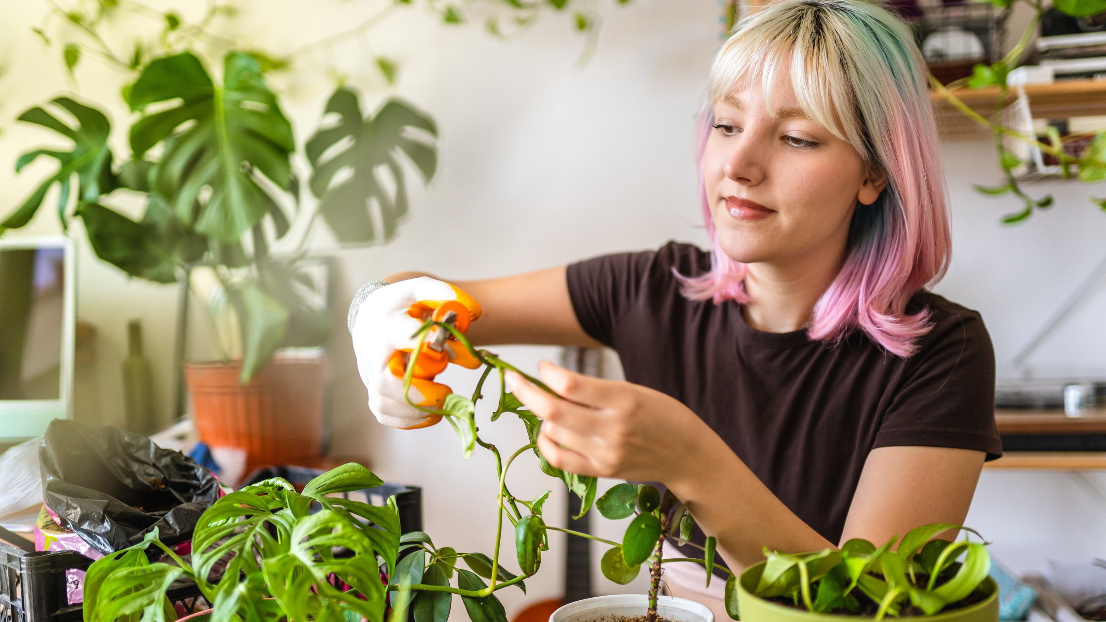 Battling Mealybugs: A Guide to Protecting Your Precious Plants