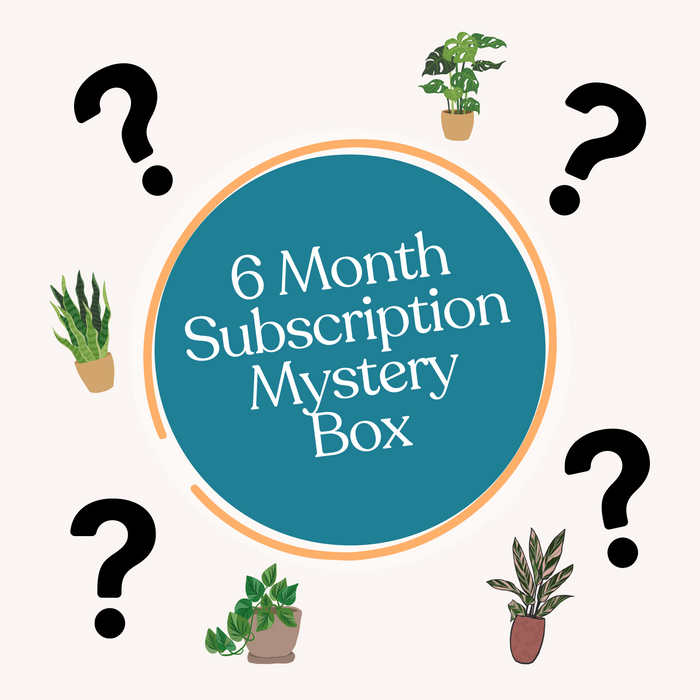 Mystery Plant Box Monthly Subscription (6 Months)