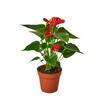 Anthurium 'Red'