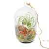 Glass Terrarium with Moss and Tillandsia Air Plants