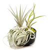 Air Plant Garden Bowl, Large