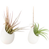 Ivory Ceramic Vases with Tillandsia Harrisii, Red Abdita, & Caput Medusae Air Plants