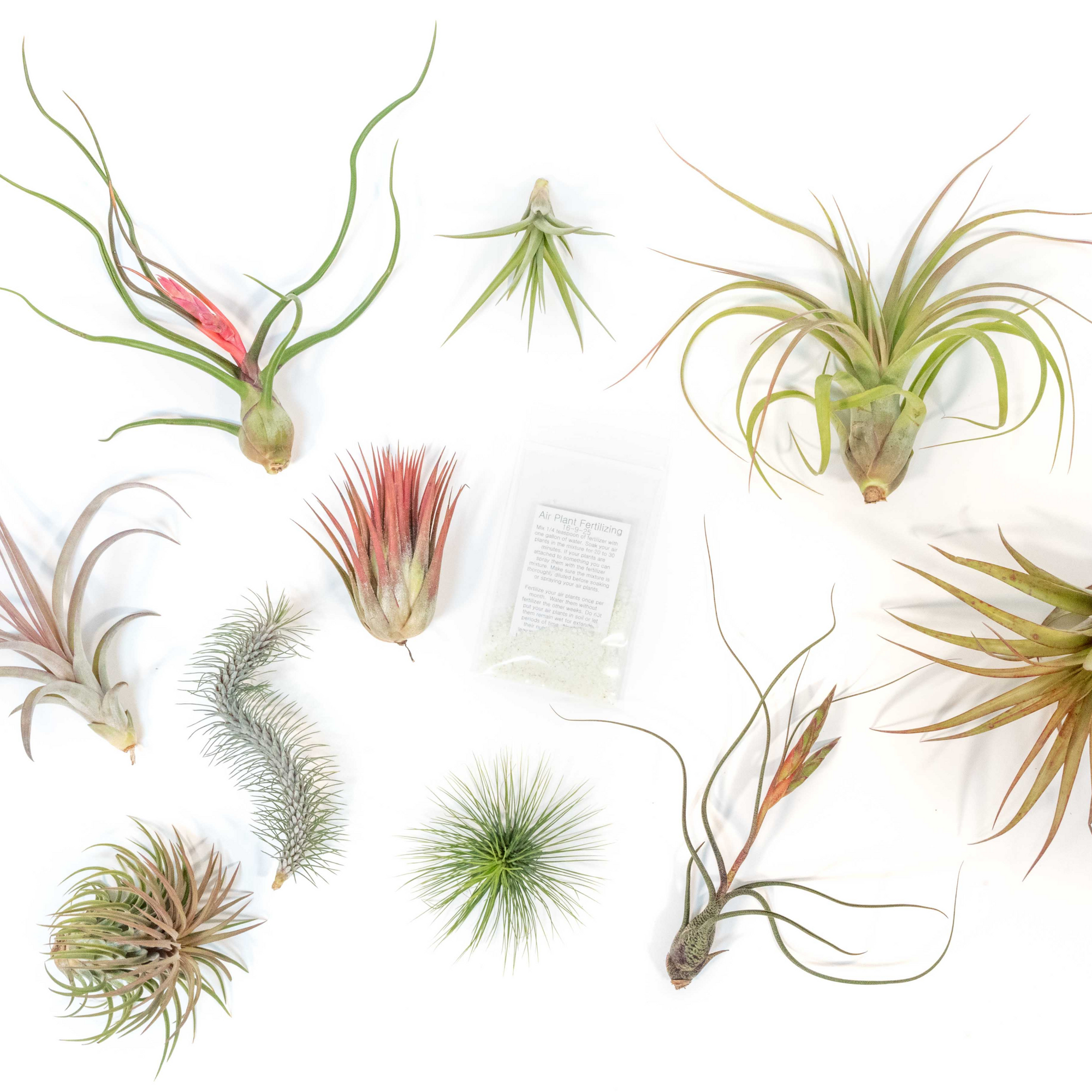 Tillandsia Air Plants, Set of 10 Premium Choice