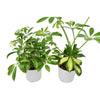 Schefflera Plants Variety Bundle