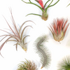 Tillandsia Air Plants, Set of 10 Premium Choice