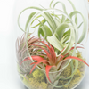 Glass Terrarium with Moss and Tillandsia Air Plants