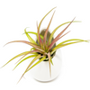 Ivory Ceramic Vases with Tillandsia Harrisii, Red Abdita, & Caput Medusae Air Plants