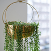 Oro, Gold Circle Hanging Planter