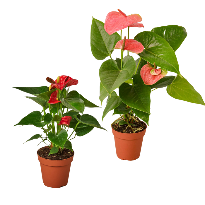 Anthurium Variety Pack, Two Plants in 4" Pots - All Different Colors