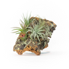 Cork Bark Display with 4 Tillandsia Plants, Medium