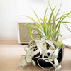 Air Plant Garden Bowl, Large