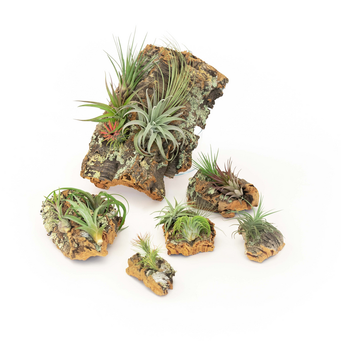 Cork Bark Display with 4 Tillandsia Plants, Medium