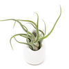 Ivory Ceramic Vases with Tillandsia Harrisii, Red Abdita, & Caput Medusae Air Plants