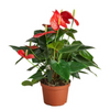 Anthurium 'Red'