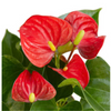 Anthurium 'Red'