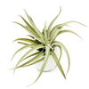 Ivory Ceramic Vases with Tillandsia Harrisii, Red Abdita, & Caput Medusae Air Plants