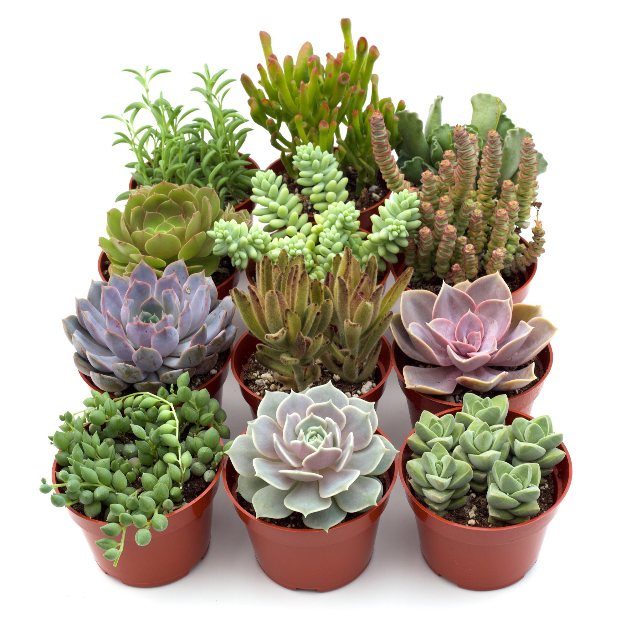 Assorted Succulent Bundle