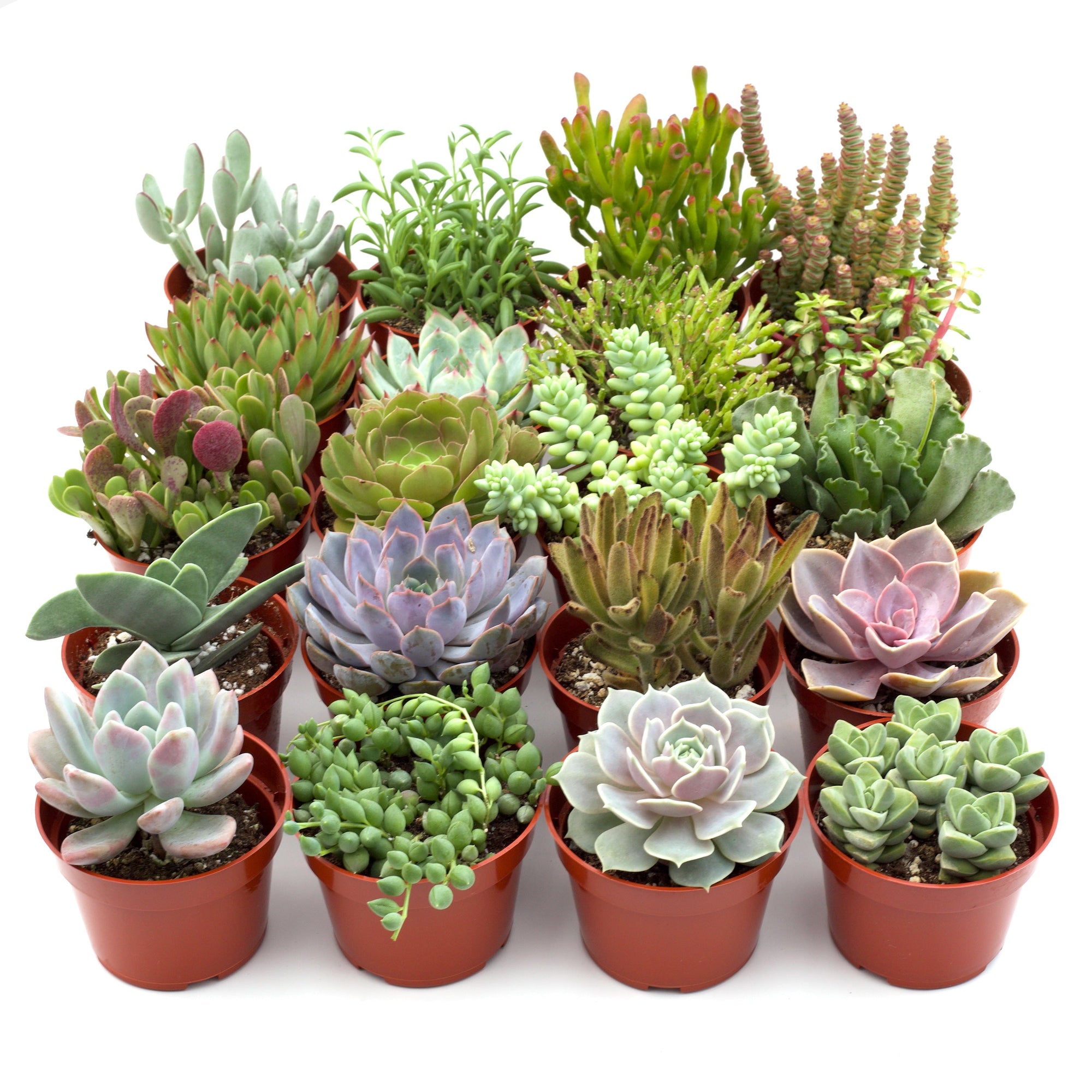 Assorted Succulent Bundle