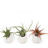 Ivory Ceramic Vases with Tillandsia Harrisii, Red Abdita, & Caput Medusae Air Plants