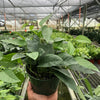 Pothos 'Cebu Blue'