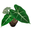 Alocasia Frydek