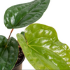 Anthurium 'Radicans x Luxurians'