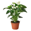 Anthurium 'White'