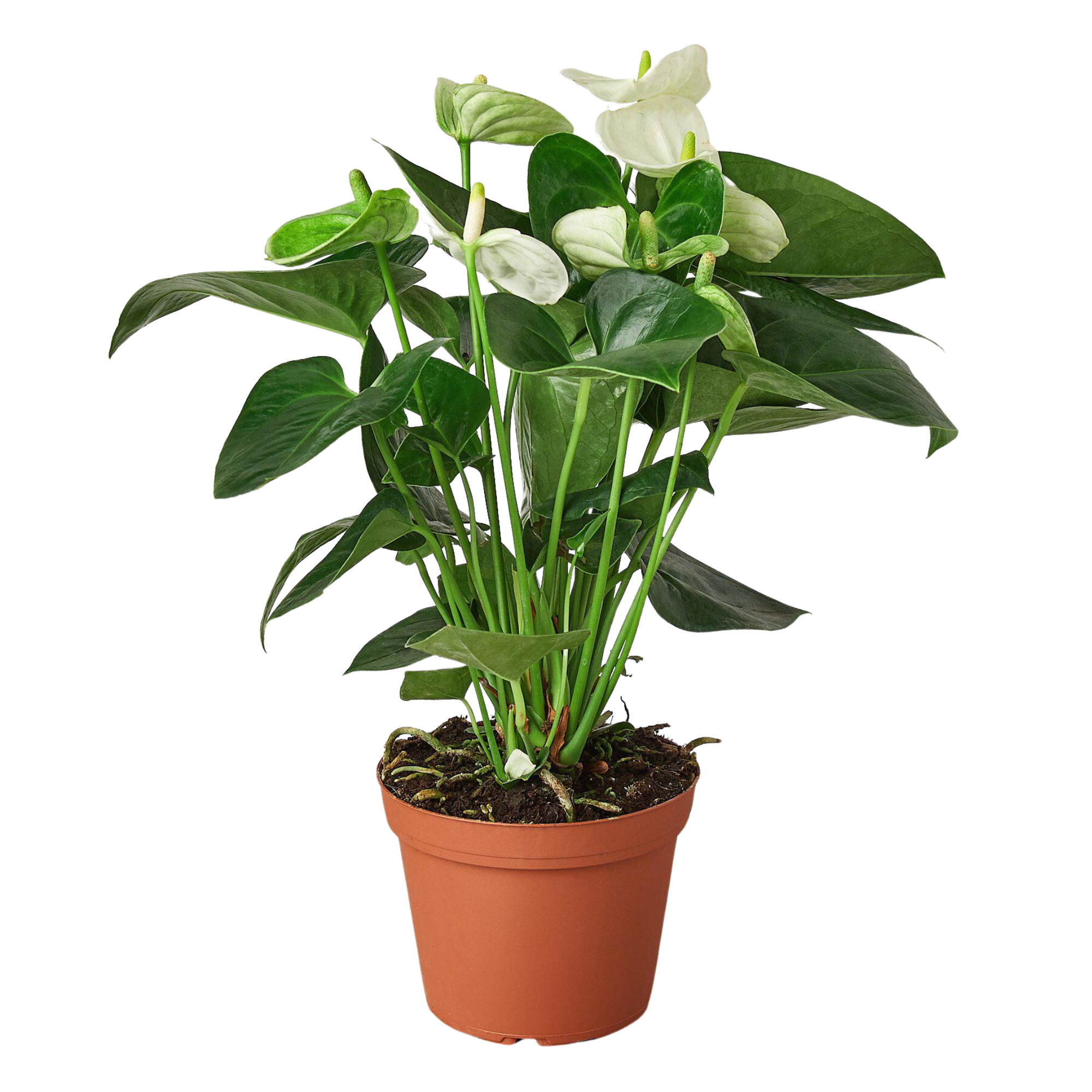 Anthurium 'White'