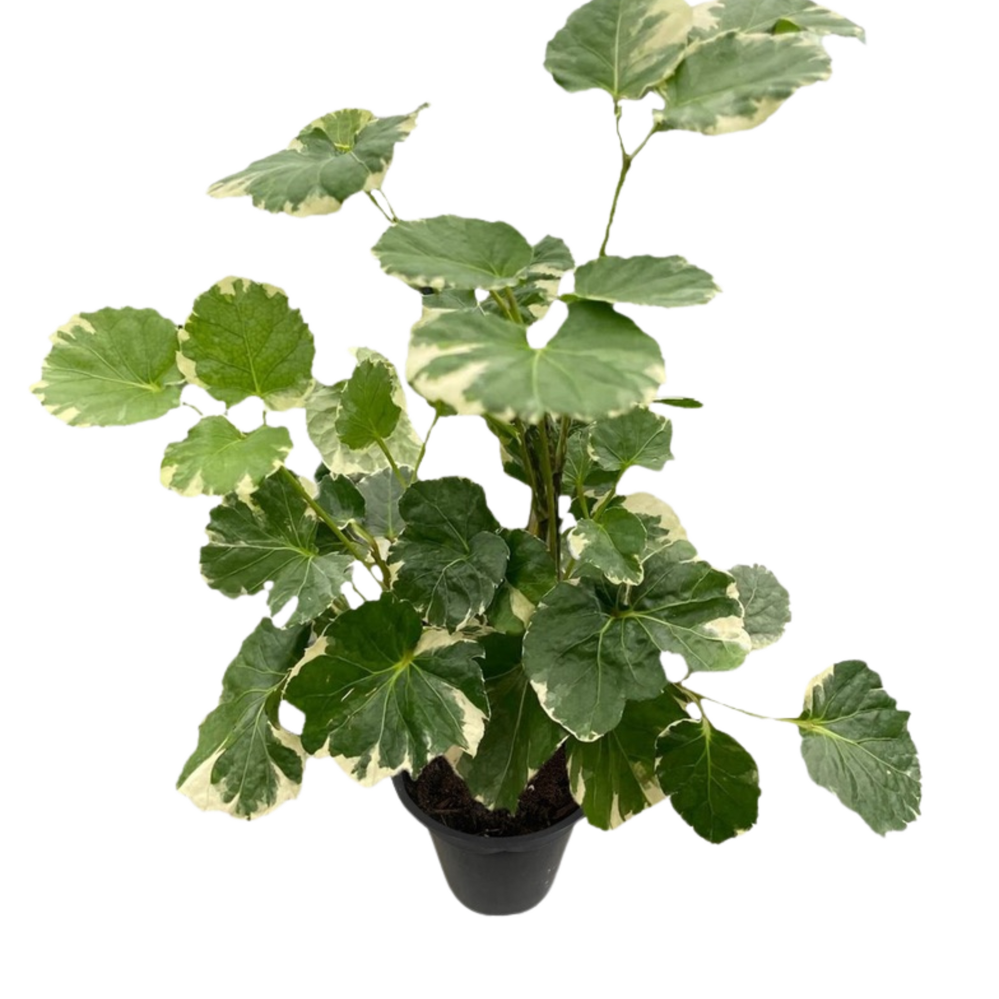 Aralia 'Balfouriana'