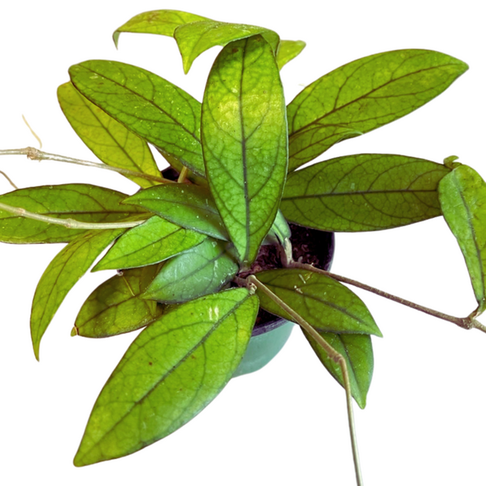 Hoya crassipetiolata
