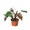 Philodendron 'Pink Princess'