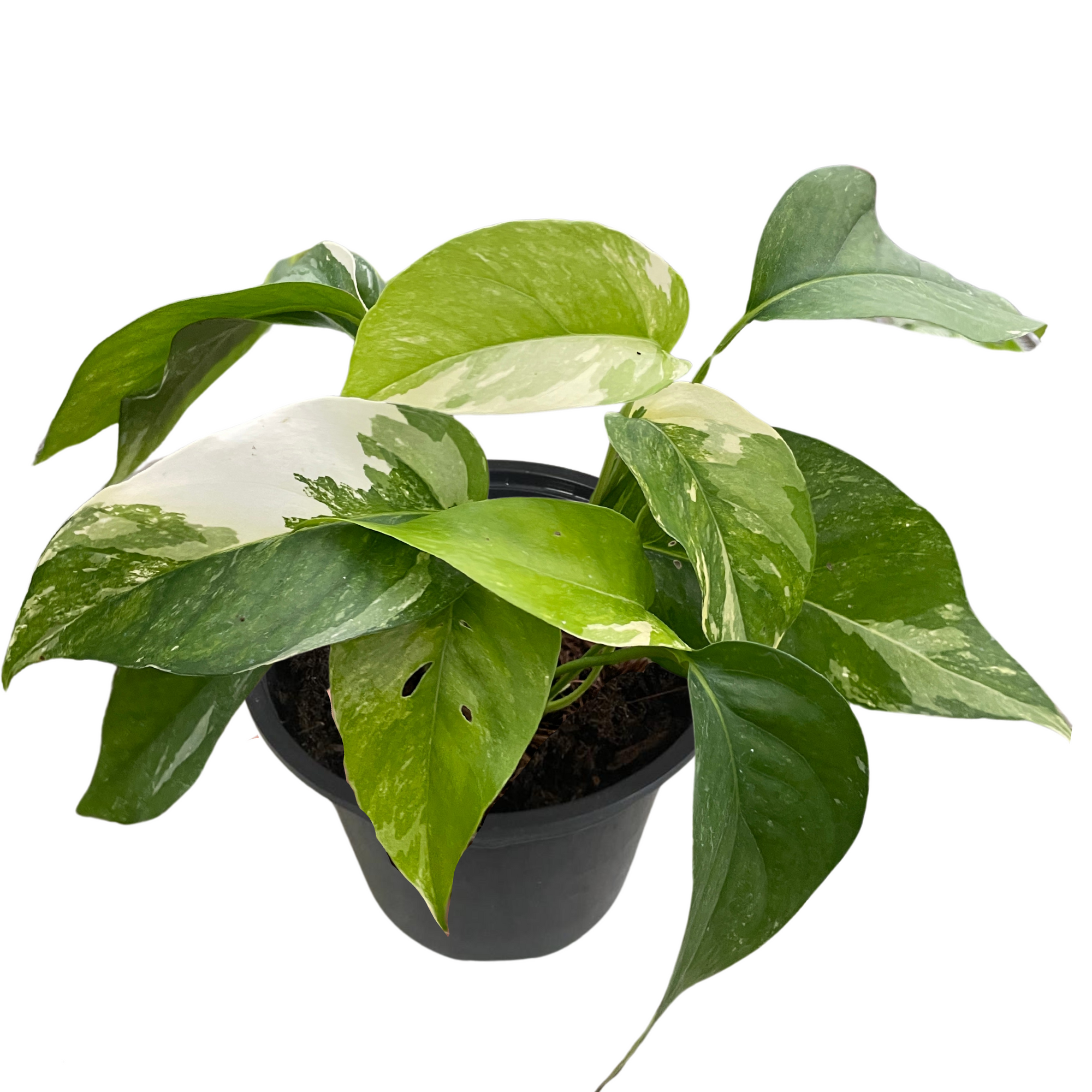 Pothos 'Albo Variegata'