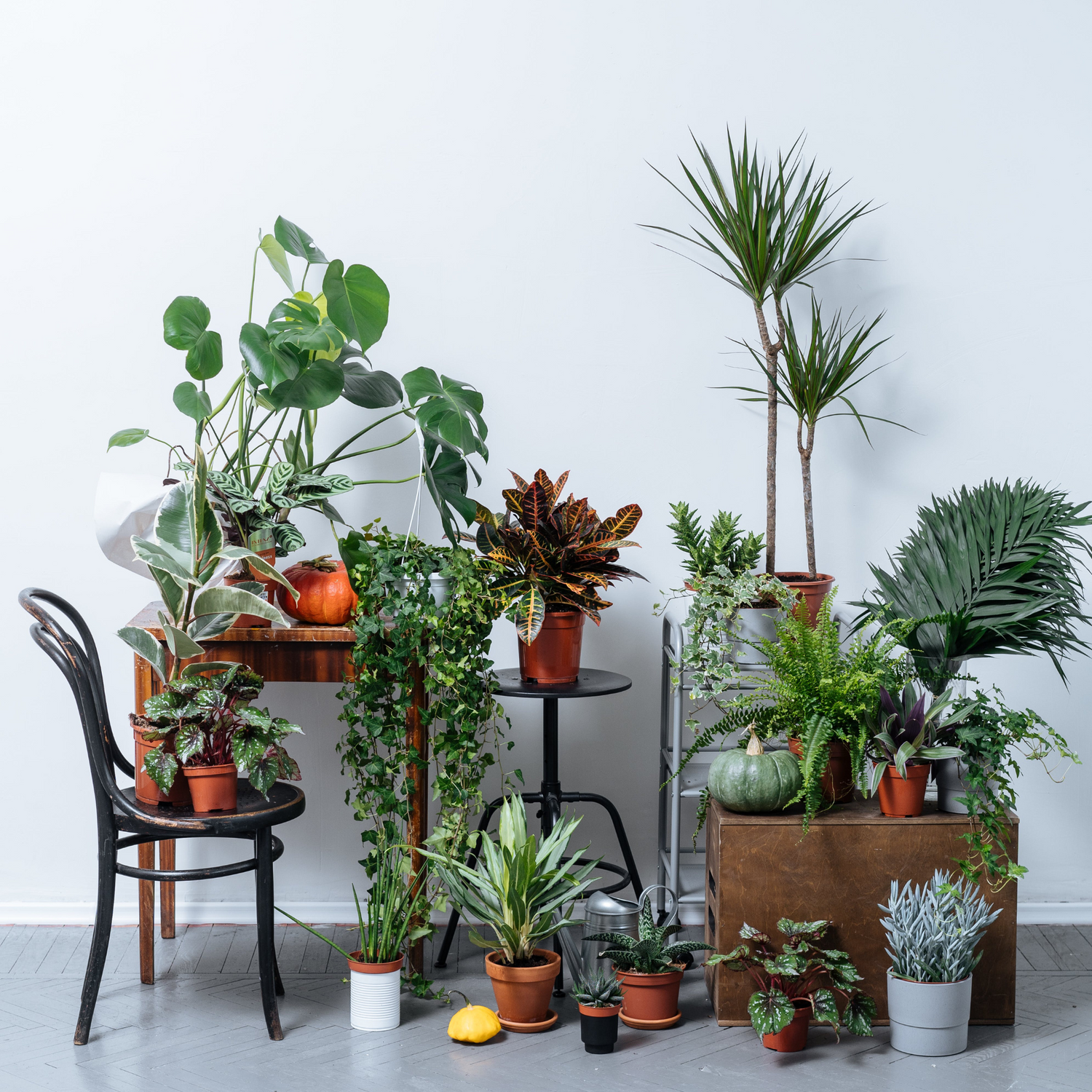 Tools To Keep Your Plants Thriving