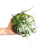 Air Plant Garden Bowl, Large