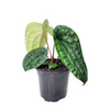 Anthurium 'Radicans x Luxurians'