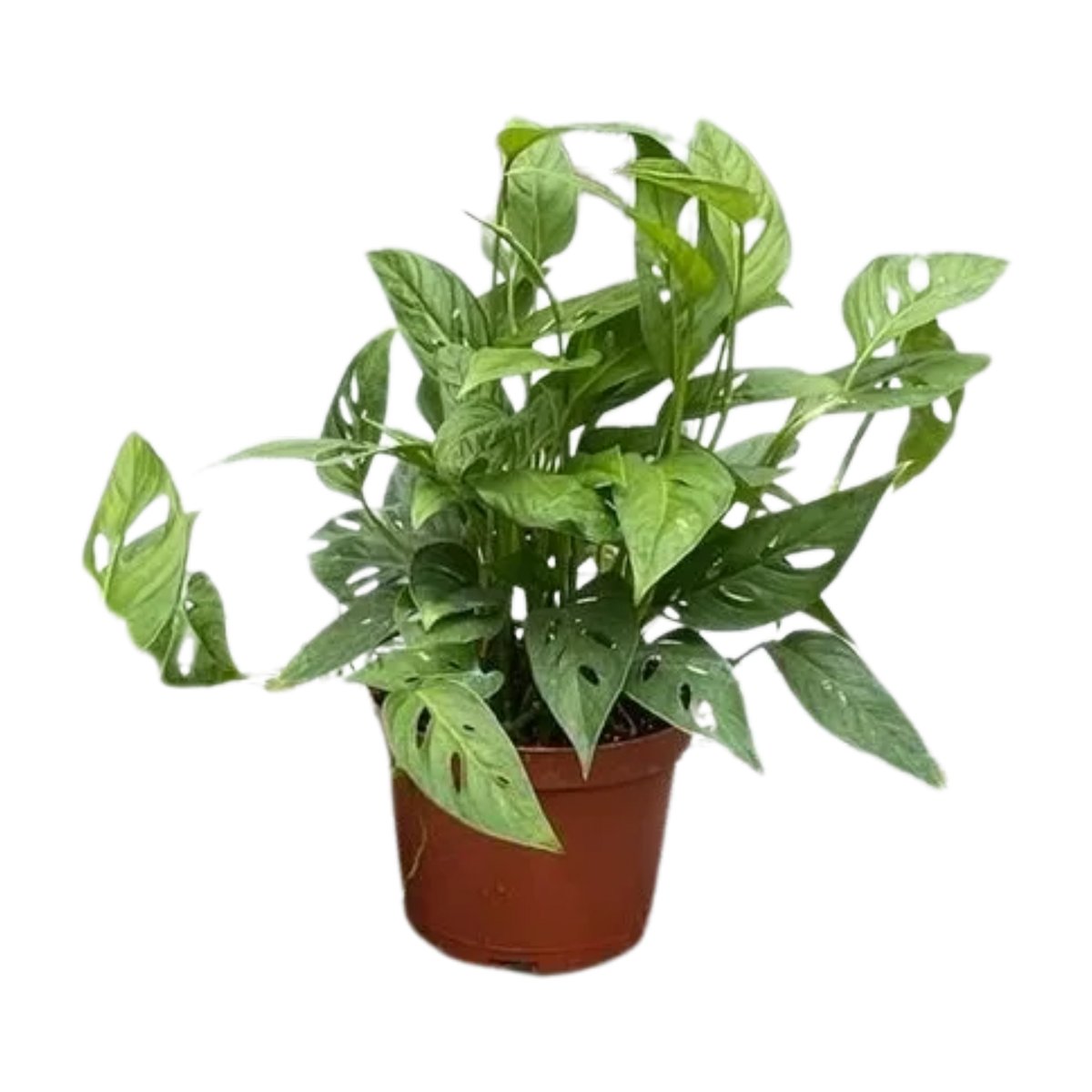 Monstera adansonii, Swiss Cheese Vine Just One More Plant