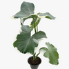 Alocasia 'Mickey Mouse'