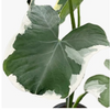 Alocasia 'Mickey Mouse'