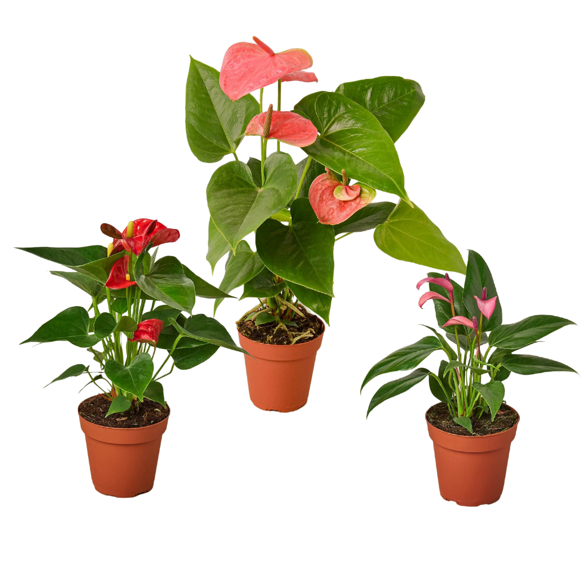 Anthurium Variety Pack, 3 Plants in 4 " Pots - All Different Colors