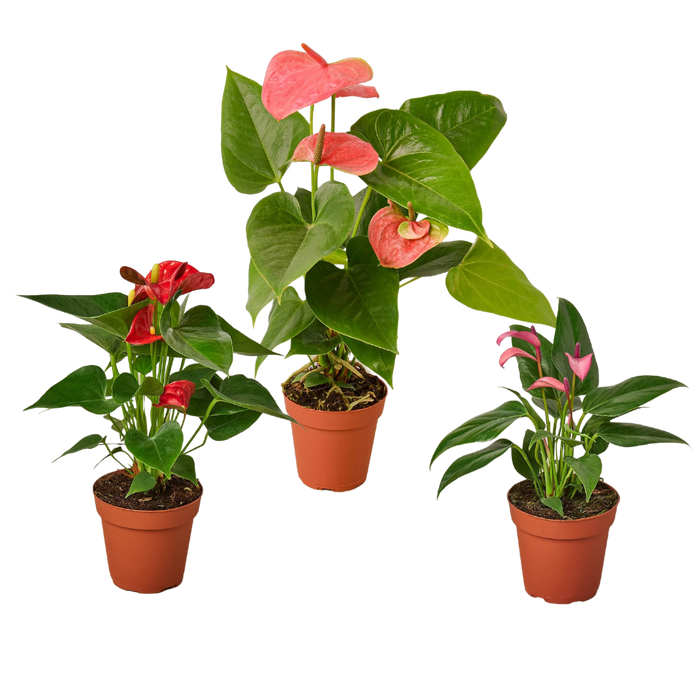 Anthurium Variety Pack, 3 Plants in 4 " Pots - All Different Colors