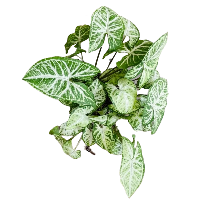 Arrowhead Plant "Randy" Syngonium podophyllum