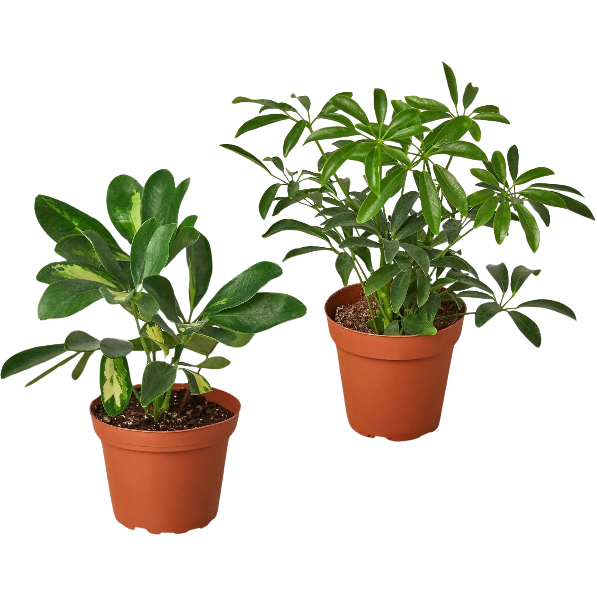 Schefflera Plants Variety Bundle