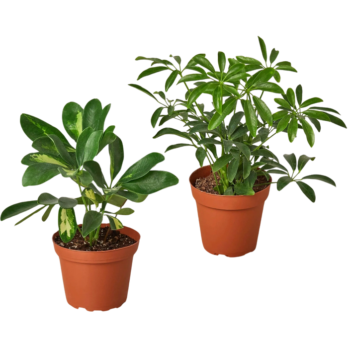 Schefflera Plants Variety Bundle