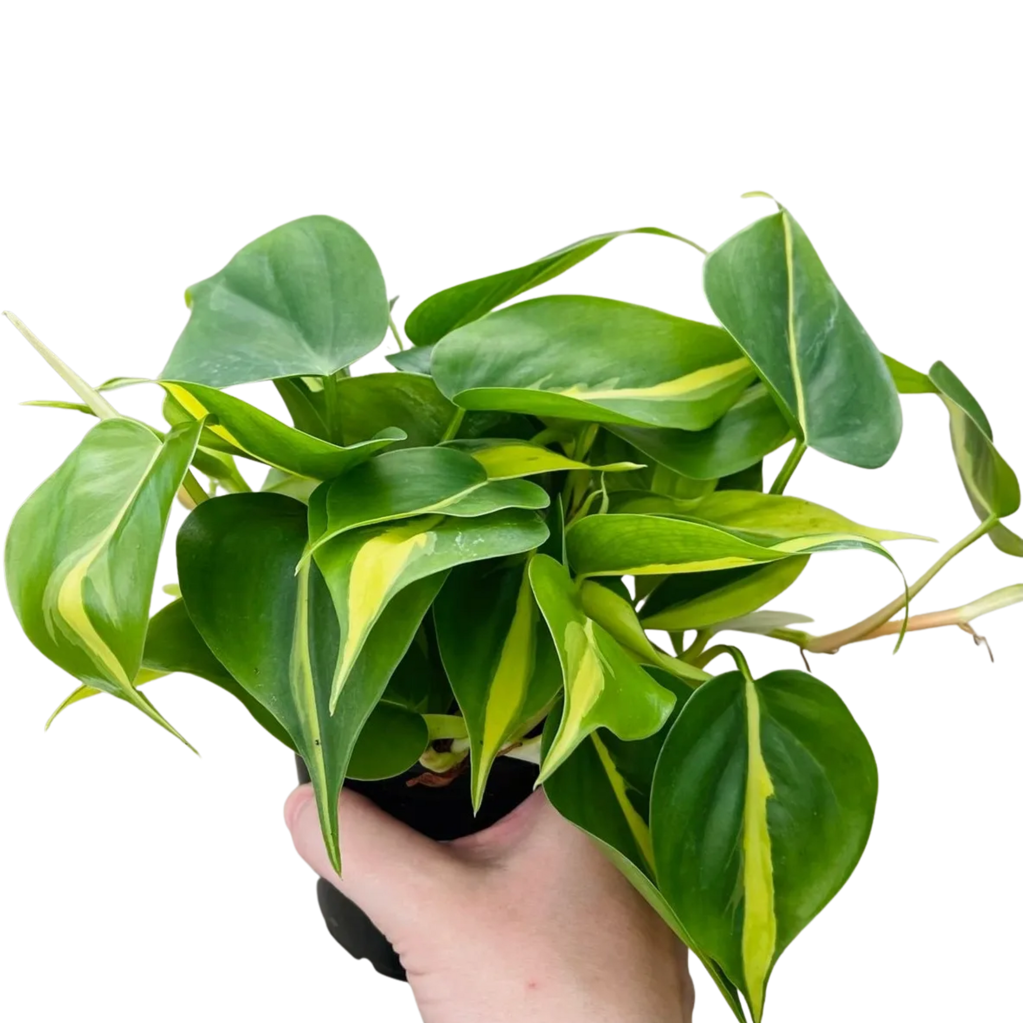 Brasil Philodendron, Philodendron hederaceum