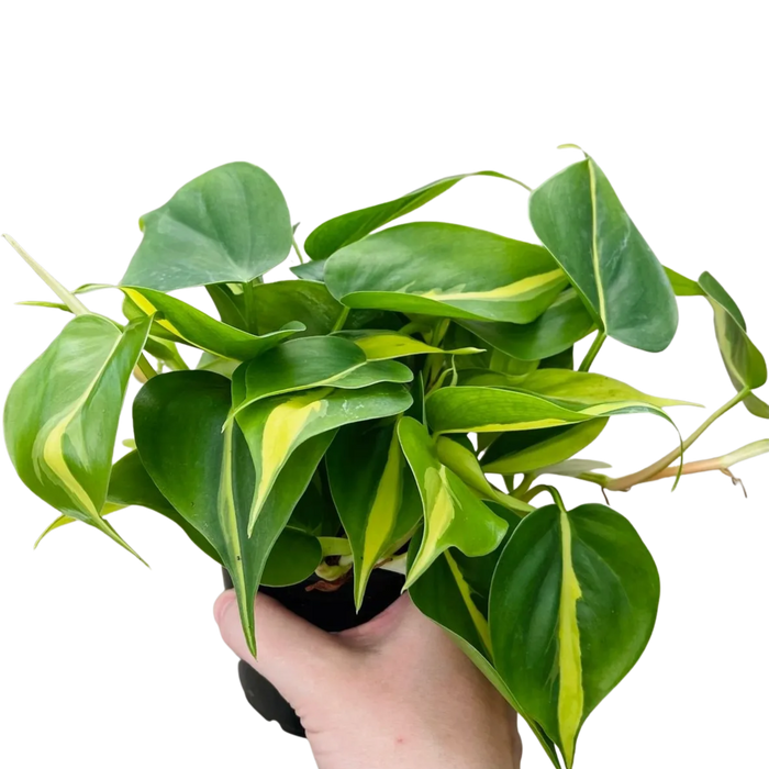 Brasil Philodendron, Philodendron hederaceum